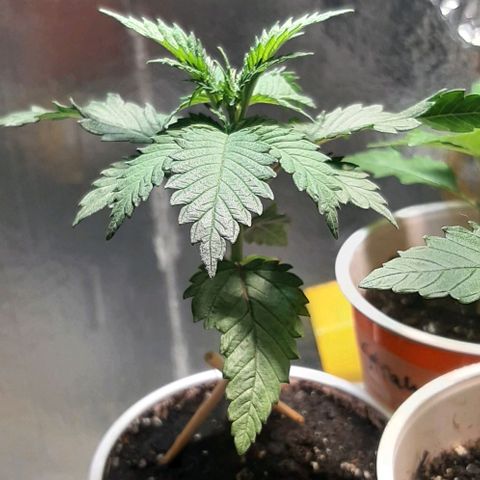 #1 Purple kush X CBD Dream growlog timeline photo