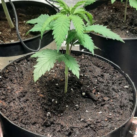 #1 Purple kush X CBD Dream growlog timeline photo