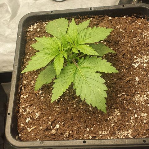 Special queen growlog timeline photo