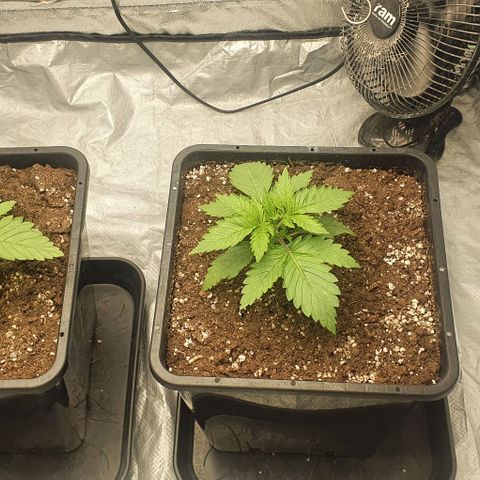 Special queen growlog timeline photo
