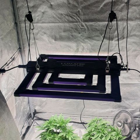 Special queen growlog timeline photo