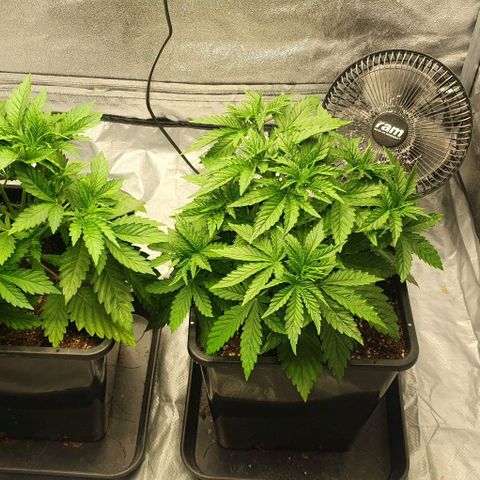 Special queen growlog timeline photo
