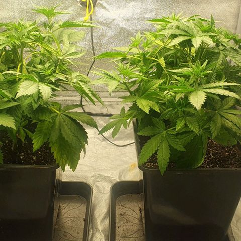 Special queen growlog timeline photo