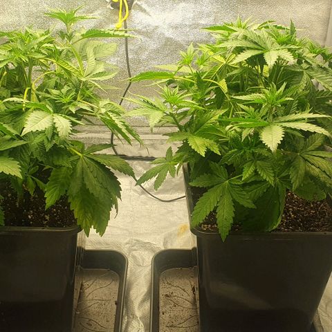 Special queen growlog timeline photo