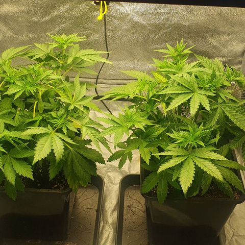 Special queen growlog timeline photo