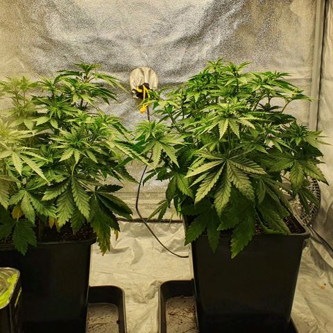 Special queen growlog timeline photo