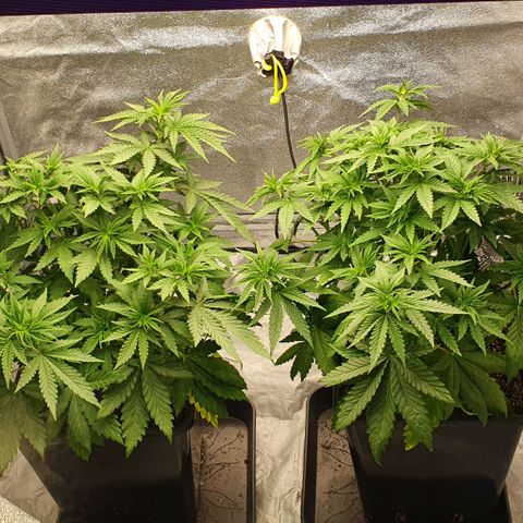 Special queen growlog timeline photo