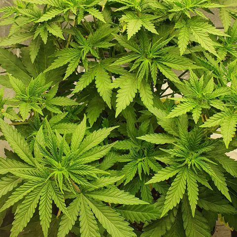 Special queen growlog timeline photo