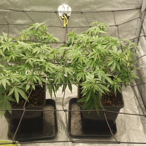 Special queen growlog photo: 3. Trim