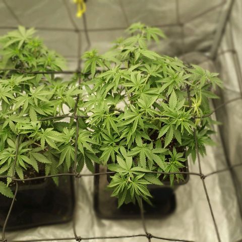 Special queen growlog photo: 3. Trim