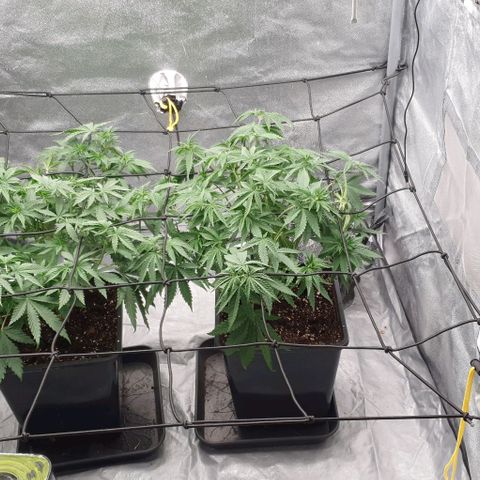 Special queen growlog photo: 3. Trim