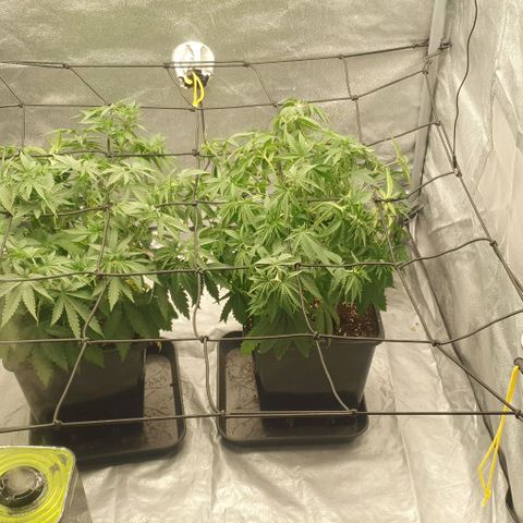 Special queen growlog photo: 3. Trim