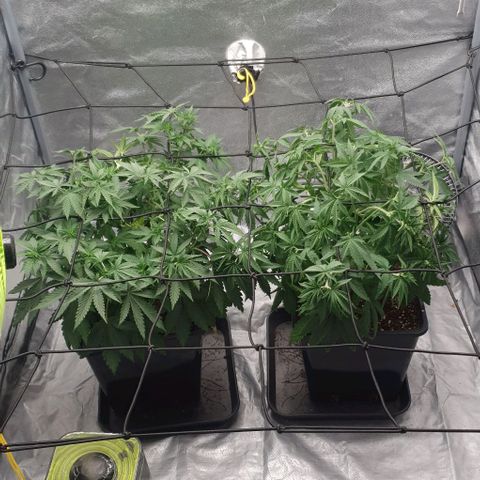 Special queen growlog photo: 3. Trim