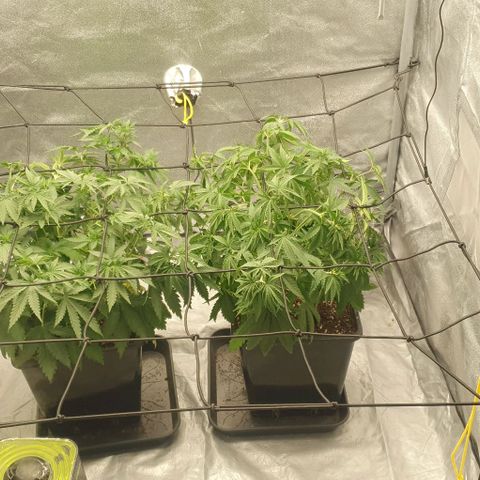 Special queen growlog photo: 3. Trim