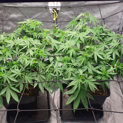 Special queen growlog timeline photo