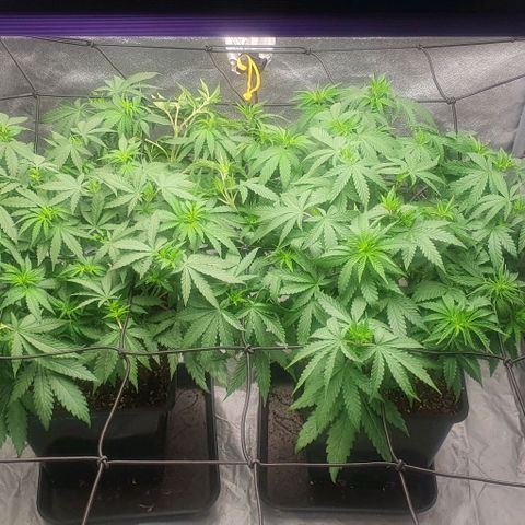 Special queen growlog timeline photo
