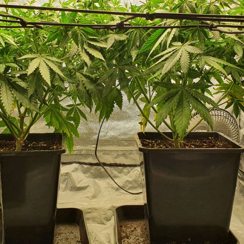 Special queen growlog timeline photo