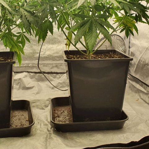 Special queen growlog timeline photo