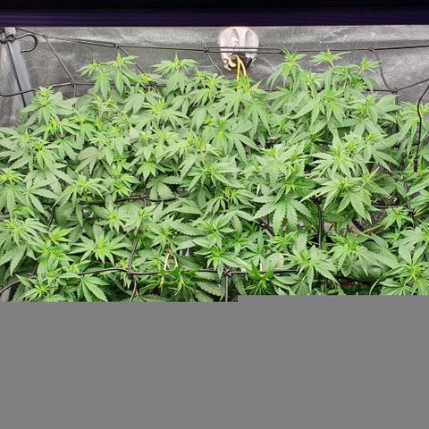 Special queen growlog timeline photo
