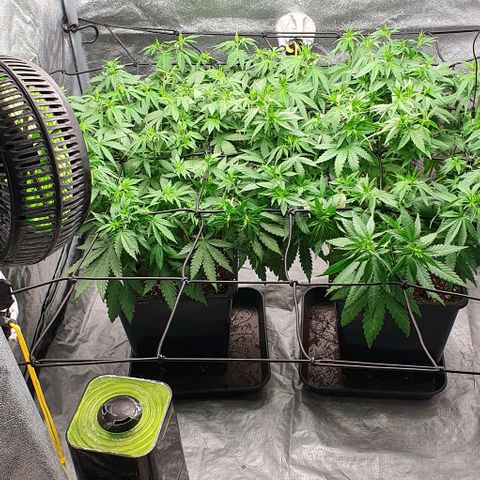 Special queen growlog timeline photo