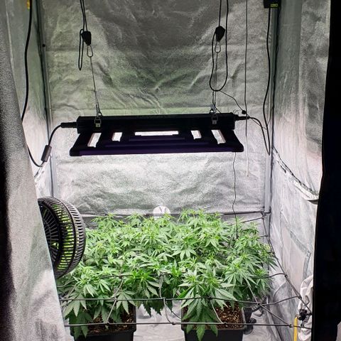 Special queen growlog timeline photo