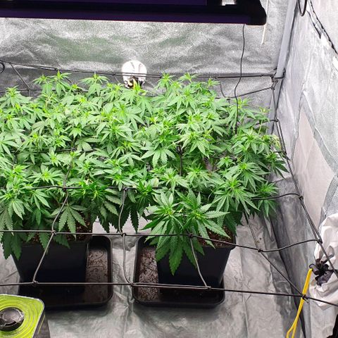 Special queen growlog timeline photo
