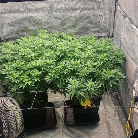 Special queen growlog timeline photo