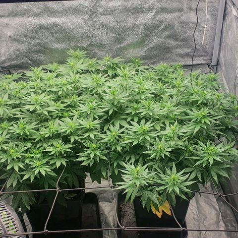 Special queen growlog timeline photo