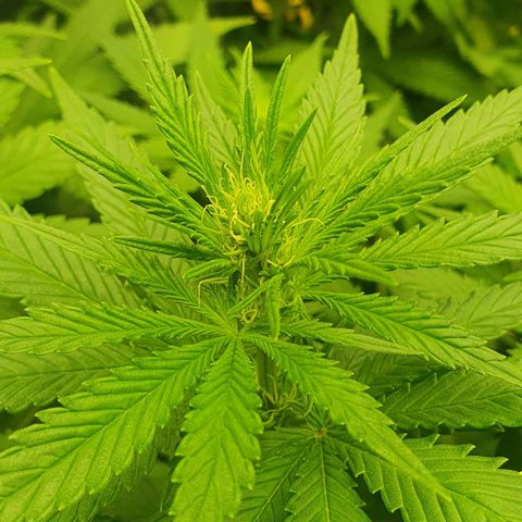 Special queen growlog timeline photo