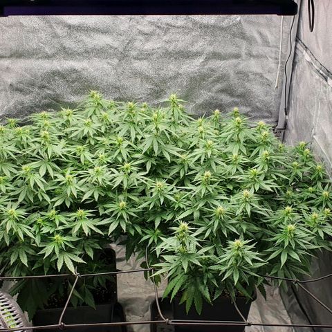 Special queen growlog timeline photo