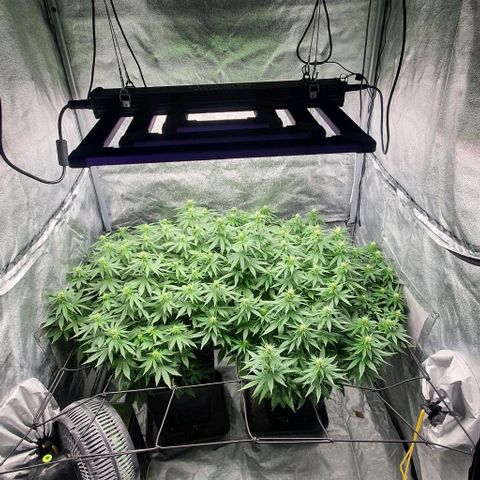 Special queen growlog timeline photo