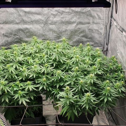 Special queen growlog timeline photo