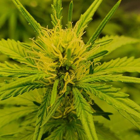 Special queen growlog timeline photo