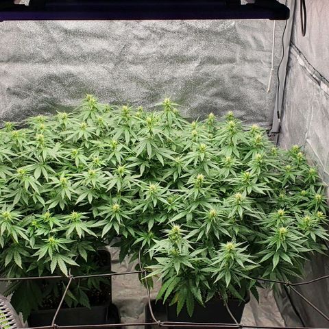Special queen growlog timeline photo