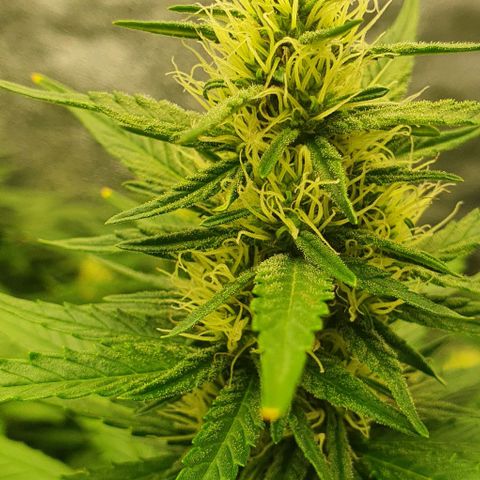 Special queen growlog timeline photo