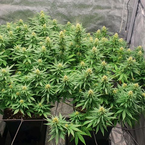 Special queen growlog timeline photo
