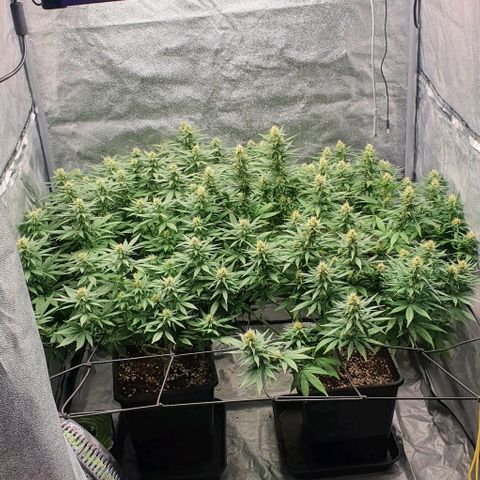 Special queen growlog timeline photo