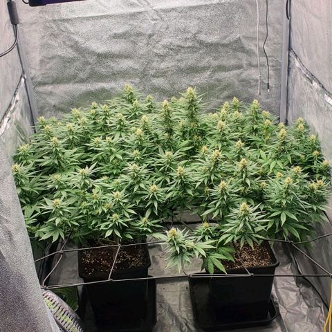 Special queen growlog timeline photo