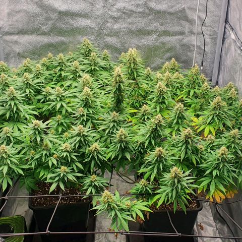 Special queen growlog timeline photo