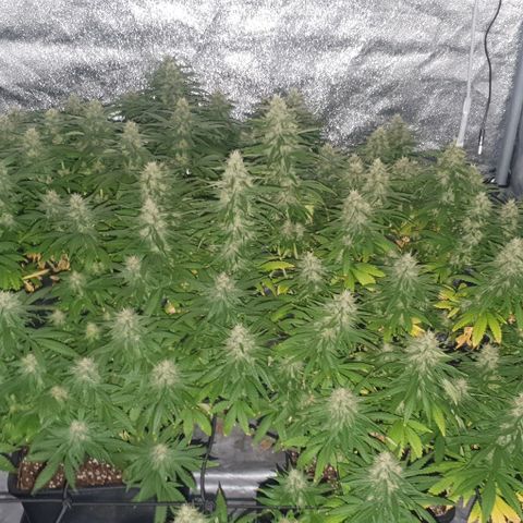 Special queen growlog timeline photo