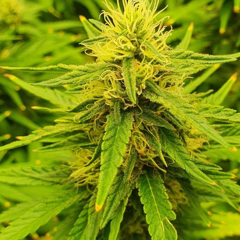 Special queen growlog timeline photo