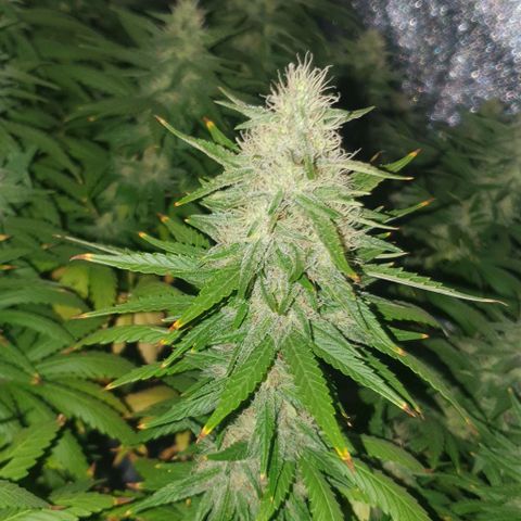 Special queen growlog timeline photo
