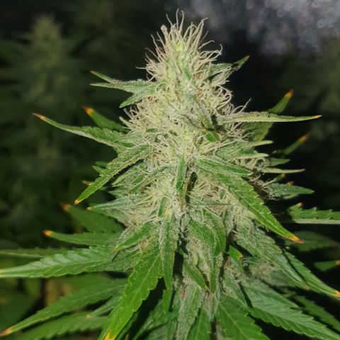 Special queen growlog timeline photo