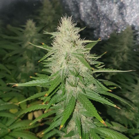 Special queen growlog timeline photo