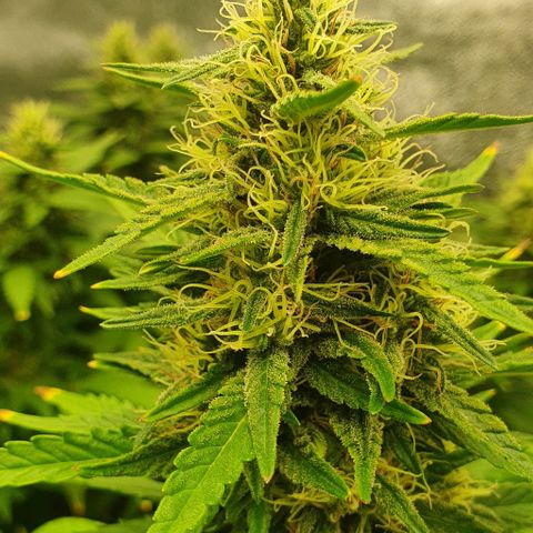 Special queen growlog timeline photo