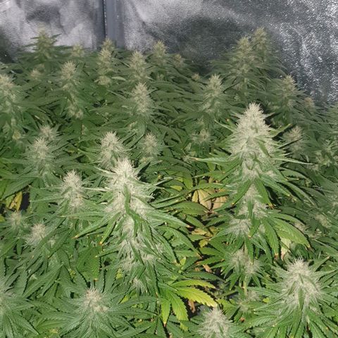 Special queen growlog timeline photo