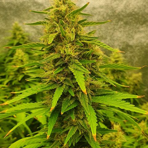 Special queen growlog photo: Sklizeň