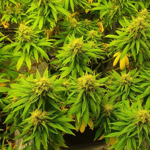 Special queen growlog photo: Sklizeň