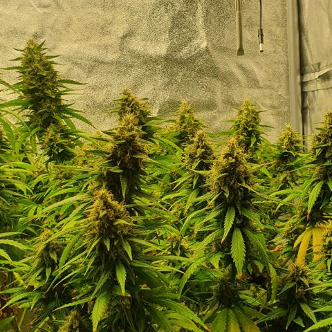Special queen growlog photo: Sklizeň