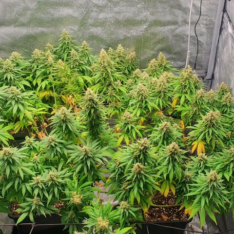 Special queen growlog photo: Sklizeň
